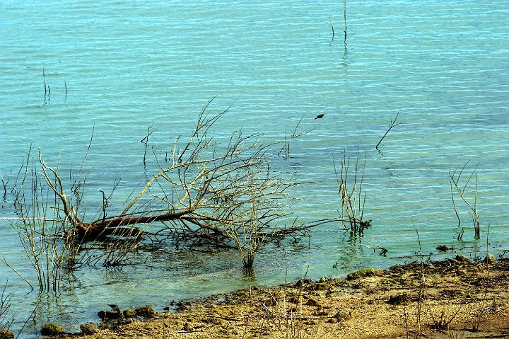 Biviere di Lentini 23.1.2011 (27).jpg